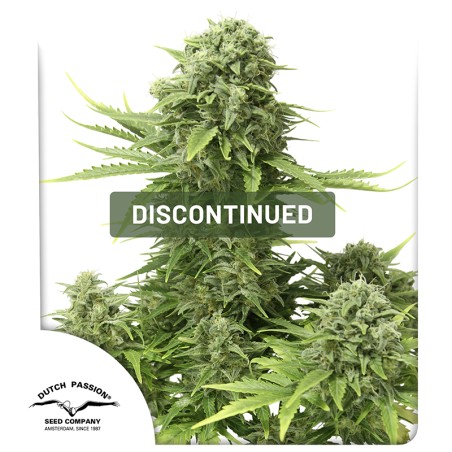 Auto StarRyder® | Semi di cannabis fuori produzione