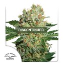 Buy Brainstorm® Feminised Seeds | Dutch Passion UK