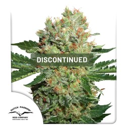 Buy Brainstorm® Feminised Seeds | Dutch Passion UK