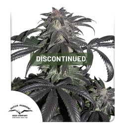 Bubba Island Kush® Kannabiszmagok (Kivezetve) | Dutch Passion