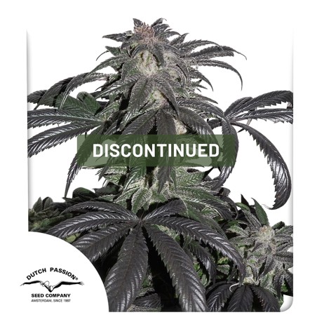 Bubba Island Kush® | Semi di cannabis fuori produzione