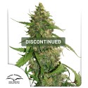 CBD Auto Compassion Lime® Cannabis Seeds (Discontinued)