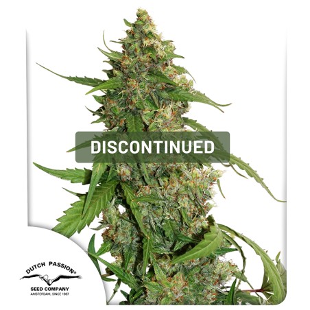 CBD Auto Compassion Lime® Cannabis Seeds (Discontinued)