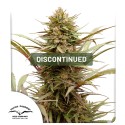 CBD Compassion® | Graines de cannabis discontinuées