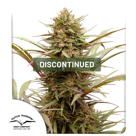 CBD Compassion® | Graines de cannabis discontinuées