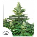 Dark Delight® | Graines de cannabis discontinuées