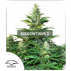 Dark Delight® Kannabiszmagok (Kivezetve) | Dutch Passion