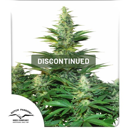 Dark Delight® | Graines de cannabis discontinuées