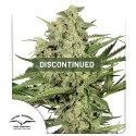Dutch Cheese Cannabis Seeds (Discontinued) | Dutch Passion