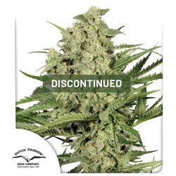 Dutch Cheese Cannabis Seeds (Discontinued) | Dutch Passion