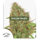 Dutch Haze® Cannabis Seeds (Discontinued) | Dutch Passion