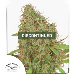 Dutch Haze® Cannabis Seeds (Discontinued) | Dutch Passion