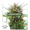 Forest Dream® | Semi di cannabis fuori produzione