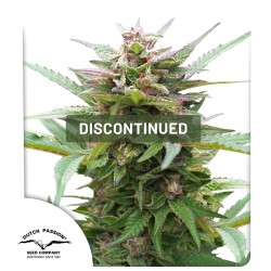 Forest Dream® Kannabiszmagok (Kivezetve) | Dutch Passion