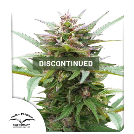 Forest Dream® | Semi di cannabis fuori produzione