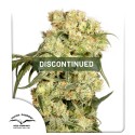 Freddy's Best® (haze) | Graines de cannabis discontinuées