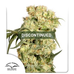 Freddy's Best® (haze) | Semi di cannabis fuori produzione