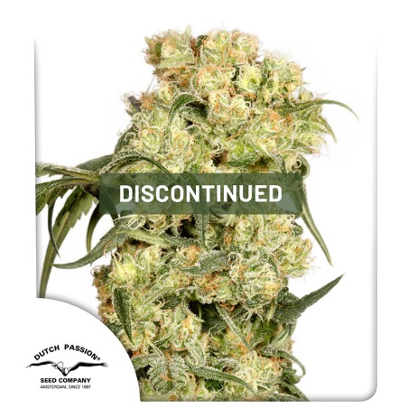 Freddy's Best® (haze) | Graines de cannabis discontinuées