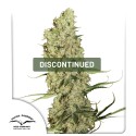 Jorge’s Diamonds #1® Cannabis Seeds (Discontinued) | Dutch Passion