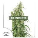Mekong High® Cannabis Seeds (Discontinued) | Dutch Passion