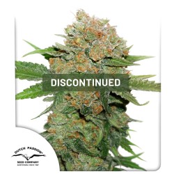 Night Queen® Kannabiszmagok (Kivezetve) | Dutch Passion