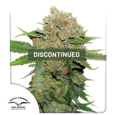 Night Queen® | Graines de cannabis discontinuées