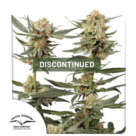 Ortega Indica® Cannabis Seeds (Discontinued) | Dutch Passion