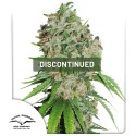 Outlaw Amnesia® | Semi di cannabis fuori produzione