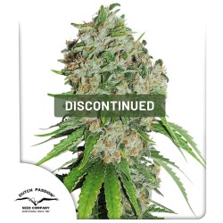 Outlaw Amnesia® Kannabiszmagok (Kivezetve) | Dutch Passion