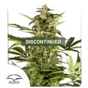 PolarLight #3® Cannabis Seeds (Discontinued) | Dutch Passion
