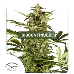 PolarLight #3® Cannabis Seeds (Discontinued) | Dutch Passion