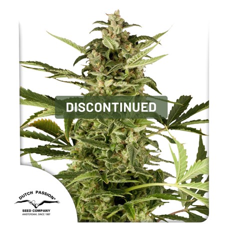 PolarLight #3® Cannabis Seeds (Discontinued) | Dutch Passion