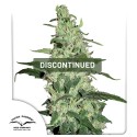 Skywalker® Cannabis Seeds (Discontinued) | Dutch Passion