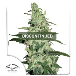 Skywalker® Cannabis Seeds (Discontinued) | Dutch Passion
