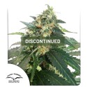 SnowStorm 2® Cannabis Seeds (Discontinued) | Dutch Passion