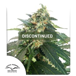 SnowStorm 2® Cannabis Seeds (Discontinued) | Dutch Passion
