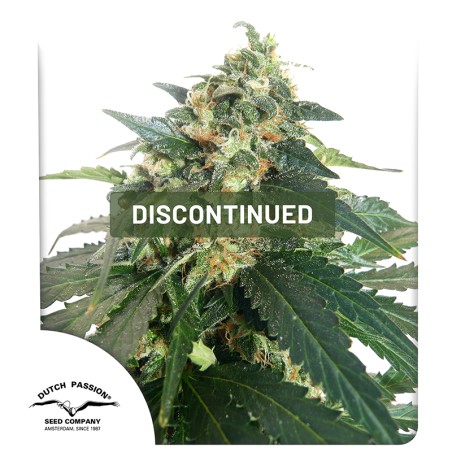 SnowStorm 2® Cannabis Seeds (Discontinued) | Dutch Passion