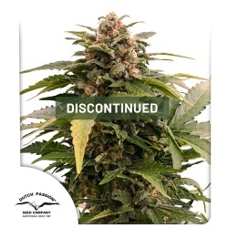 Taiga #2® Cannabis Seeds (Discontinued) | Dutch Passion