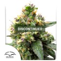 Trance® Cannabis Seeds (Discontinued) | Dutch Passion