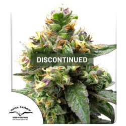 Trance® Cannabis Seeds (Discontinued) | Dutch Passion