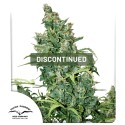 Tundra #2® Cannabis Seeds (Discontinued) | Dutch Passion