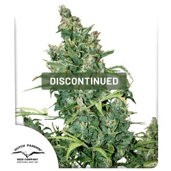 Tundra #2® Cannabis Seeds (Discontinued) | Dutch Passion