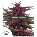 Twilight® Cannabis Seeds (Discontinued) | Dutch Passion