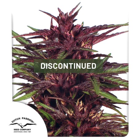 Twilight® Cannabis Seeds (Discontinued) | Dutch Passion