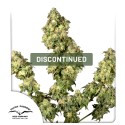 Ultra Skunk® Cannabis Seeds (Discontinued) | Dutch Passion
