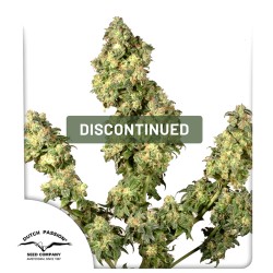Ultra Skunk® Cannabis Seeds (Discontinued) | Dutch Passion