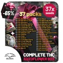 Xmas THC Autoflower Collection 37 zaden