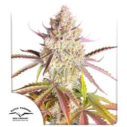 Fruit Bomb Punch® Feminised Cannabis Seeds | Dutch Passion