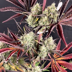 Comprar semillas de cannabis Fruit Bomb Punch® | Dutch Passion ES