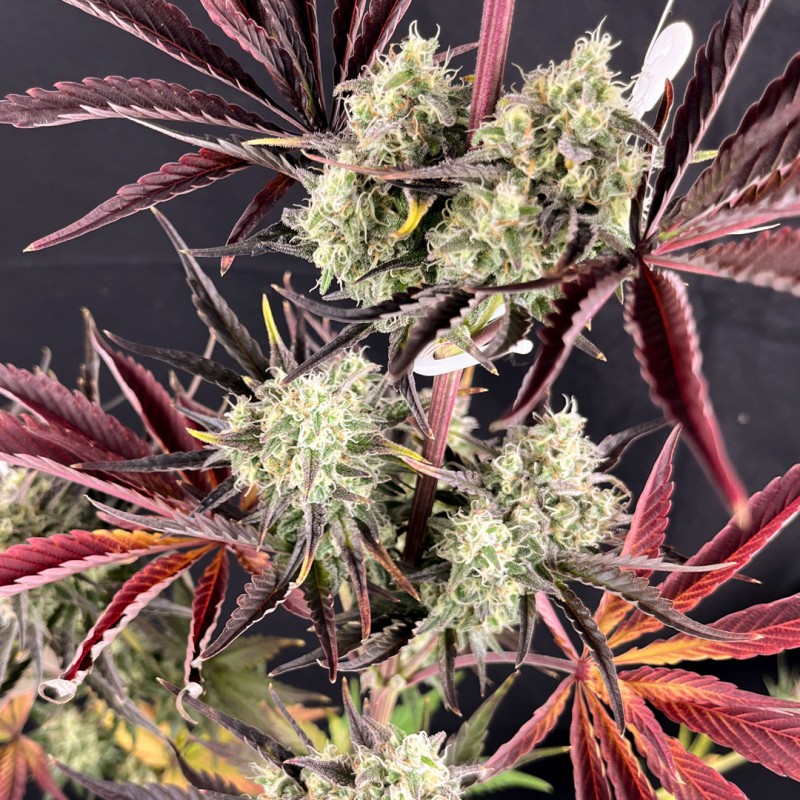 Comprar semillas de cannabis Fruit Bomb Punch® | Dutch Passion ES